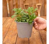 Buisson de Menthe Poivrée - Herbe Aromatique | Plante Potagère | Plante Fraîche à Cuisiner Facile à Cultiver