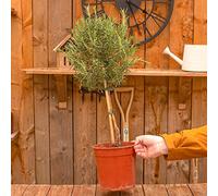 Buisson de Romarin Lollipop | Plante Aromatique fraîche Cuisine Aromathérapie Jardin vert