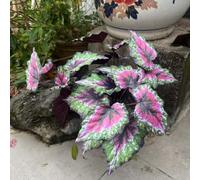 Buissons d'hosta artificiels, plantes vivaces de verdure