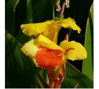 Bulbe de Canna haut Reine Charlotte