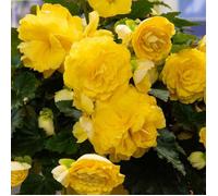 Bulbe - Vilmorin - Bégonia Grande fleur jaune (x3)