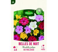 Bulbe - Vilmorin - Belles de nuit Mirabilis Jalapa en Mélange (x3)