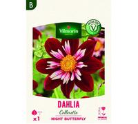 Bulbe - Vilmorin - Dahlia Collerette Night Butterfly (x1)