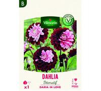 Bulbe - Vilmorin - Dahlia Daria In Love (x1)