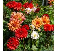 Bulbe - Vilmorin - Dahlia décoratif en Mélange (x5)