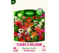 Bulbe - Vilmorin - Fleurs d'Arlequin Sparaxis Tricolor en Mélange (x25)