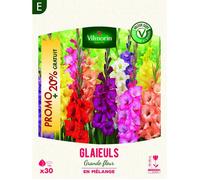 Bulbe - Vilmorin - Glaïeuls Grande Fleur en Mélange (x30) + 20% Offert