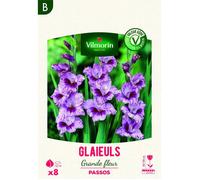 Bulbe - Vilmorin - Glaïeuls Grande Fleur Passos (x8)