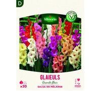 Glaïeuls Grande Fleur Salsa en Mélange (x20)