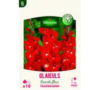Bulbe - Vilmorin - Glaïeuls Grande Fleur Traderhorn (x10)