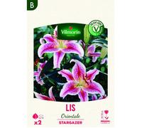 Bulbe - Vilmorin - Lis Orientale Star Gazer (x2)