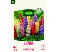 Bulbe - Vilmorin - Lupin en Mélange (x5)