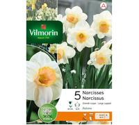 Bulbe - Vilmorin - Narcisse Salome (x5)