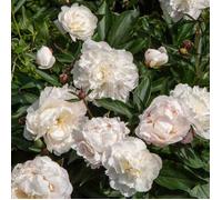 Bulbe - Vilmorin - Pivoine De Chine Shirley Temple (x1)
