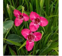 Bulbe - Vilmorin - Tigridias Œil de Paon en Rose Foncé (x20)