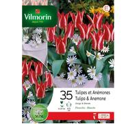 Bulbe - Vilmorin - Tulipe Anémone En Mélange (x35)