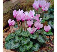 Bulbes à fleurs | Bulbes des meilleurs producteurs néerlandais | Sélection exclusive et contrôle qualité | Floraison garantie. (2 Cyclamen de Naples - Cyclamen hederifolium)