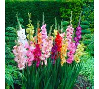 Bulbes à fleurs | Bulbes des meilleurs producteurs néerlandais | Sélection exclusive et contrôle qualité | Floraison garantie. (10 Glaïeuls MIX)