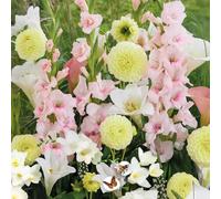 Bulbes à fleurs | Bulbes des meilleurs producteurs néerlandais | Sélection exclusive et contrôle qualité | Floraison garantie. (15 Bulbes Respect Nature Soft Tones Dahlias Lys Glaïeuls & Freesias)