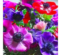 Bulbes à Fleurs d'Automne Hollandais | Sélection de Bulbes à Floraison Printanière | Excellente Qualité et Floraison Garantie (15 Bulbes d'Anémones de Caen en Mélange)