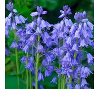 Bulbes à Fleurs d'Automne Hollandais | Sélection de Bulbes à Floraison Printanière | Excellente Qualité et Floraison Garantie (10 Bulbes de Hyacinthoides Non-Scripta (Jacinthe des Bois))