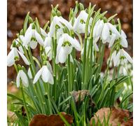 Bulbes à Fleurs d'Automne Hollandais | Sélection de Bulbes à Floraison Printanière | Excellente Qualité et Floraison Garantie (10 Bulbes de Galanthus Nivalis (Perce-Neige))