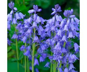 Bulbes à Fleurs d'Automne Hollandais | Sélection de Bulbes à Floraison Printanière | Excellente Qualité et Floraison Garantie (10 Bulbes de Hyacinthoides Non-Scripta (Jacinthe des Bois))