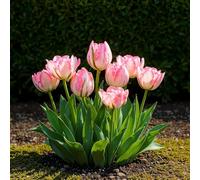 Bulbes à fleurs - Tulipe 'Double Pink' - Rose - 12 pièces - Taille du bulbe 11/12-20-50cm - Ø5cm - Plante de jardin - Multideal