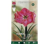 Bulbes AUTUNNAL AMARYLLIS ROSE Emballage de 1 Bulbe Bulbes