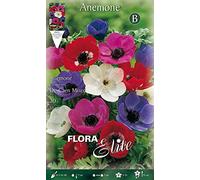 BULBES AUTUNNAL ANEMONE DE CAEN MIX BOITE DE 20 Bulbes Bulbes