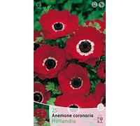 BULBES AUTUNNALI ANEMONE HOLLANDE Lot de 20 bulbes Bulbes