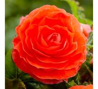 Bulbes de BÉGONIA | Bulbes des meilleurs producteurs néerlandais | Sélection exclusive et contrôle qualité | Floraison garantie (3 Bulbes de Bégonia Double Orange)