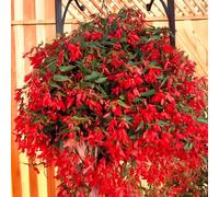 Bulbes de BÉGONIA | Bulbes des meilleurs producteurs néerlandais | Sélection exclusive et contrôle qualité | Floraison garantie (1 Bulbe de Bégonia Boliviensis Million Bells)