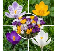 Bulbes de Crocus Géants Rustiques Vivaces 50 - Crocus | Gros bulbes de crocus de Hollande, Rêve de Printemps, 5 variétés, pour jardin, floraison février-avril (sans graines)