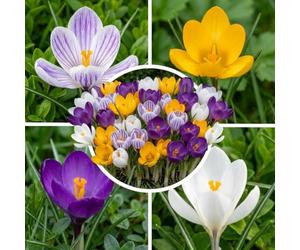 Bulbes de Crocus Géants Rustiques Vivaces 50 - Crocus | Gros bulbes de crocus de Hollande, Rêve de Printemps, 5 variétés, pour jardin, floraison février-avril (sans graines)