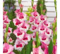 Bulbes de GLADIOLUS | Bulbes issus des meilleurs producteurs hollandais | Sélection exclusive et contrôle qualité | Floraison garantie dès la première année (7 Glaïeuls PERRY)