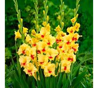 Bulbes de GLADIOLUS | Bulbes issus des meilleurs producteurs hollandais | Sélection exclusive et contrôle qualité | Floraison garantie dès la première année (10 Glaïeuls JESTER)