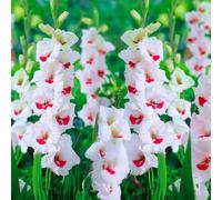Bulbes de GLADIOLUS | Bulbes issus des meilleurs producteurs hollandais | Sélection exclusive et contrôle qualité | Floraison garantie dès la première année (7 Glaïeuls CANDY BAR)