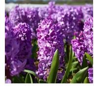 Bulbes de jacinthe Purple Star - 20 bulbes à fleurs - taille du bulbe 14/15 - violet | parfumé | floraison printanière | résistant à l'hiver - direct du producteur - Flowerbulbs Amsterdam