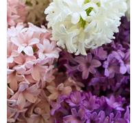 Bulbes de jacinthe Velvet Mix - 50 bulbes à fleurs - taille 14/15 - mélange violet, rose, blanc, parfumé, grandes fleurs, floraison printanière, résistant à l'hiver - direct du producteur -