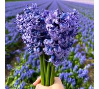 Bulbes de jacinthes - Delft Blue - 30 Bulbes de jacinthes - Flowerbulbs Amsterdam - Taille 14/15