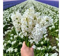 Bulbes de jacinthes - Louvre - 30 Bulbes de jacinthes - Flowerbulbs Amsterdam - Taille 14/15