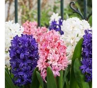 Bulbes de Jacinthes Rustiques Vivaces 15 Bulbes | Bulbes de jacinthes parfumées de Hollande, variété Rêve de Printemps, 3 variétés/couleurs, pour jardin et pot (sans graines)