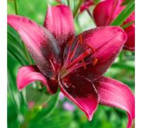 Bulbes de LILIUM (LYS) | Bulbes des meilleurs producteurs néerlandais | Sélection exclusive et contrôle qualité | Floraison garantie. (2 Lys Purple Eye)
