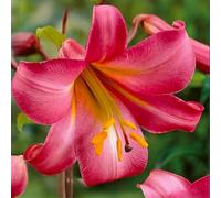 Bulbes de LILIUM (LYS) | Bulbes des meilleurs producteurs néerlandais | Sélection exclusive et contrôle qualité | Floraison garantie. (1 Lys Pink Perfection)