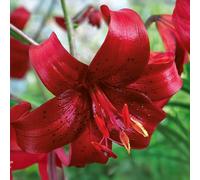 Bulbes de LILIUM (LYS) | Bulbes des meilleurs producteurs néerlandais | Sélection exclusive et contrôle qualité | Floraison garantie. (1 Lys Red Tiger Asian)