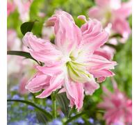 Bulbes de LILIUM (LYS) | Bulbes des meilleurs producteurs néerlandais | Sélection exclusive et contrôle qualité | Floraison garantie. (1 Lys Oriental Double Rose)