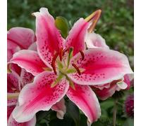 Bulbes de LILIUM (LYS) | Bulbes des meilleurs producteurs néerlandais | Sélection exclusive et contrôle qualité | Floraison garantie. (2 Lys Orientaux Star Gazer Max)