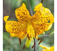 Bulbes de LILIUM (LYS) | Bulbes des meilleurs producteurs néerlandais | Sélection exclusive et contrôle qualité | Floraison garantie. (1 Lys Tiger Asian Jaune)