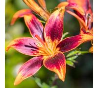 Bulbes de LILIUM (LYS) | Bulbes des meilleurs producteurs néerlandais | Sélection exclusive et contrôle qualité | Floraison garantie. (2 Lys Whistler)